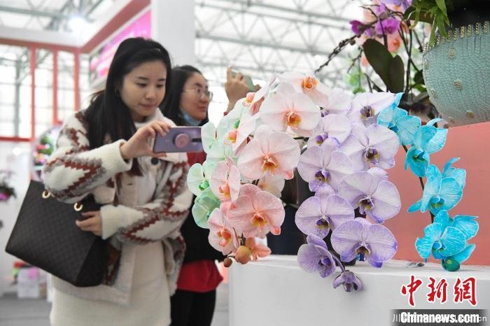 11月27日,市民用手机记录彩色蝴蝶兰花卉。 韩苏原 摄 2020合肥苗木花卉交易大会开幕,市民近距离赏繁花
