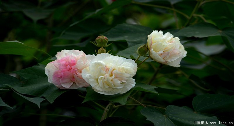 四川成都市植物园芙蓉花卉首次入选，国家级花卉种质资源库