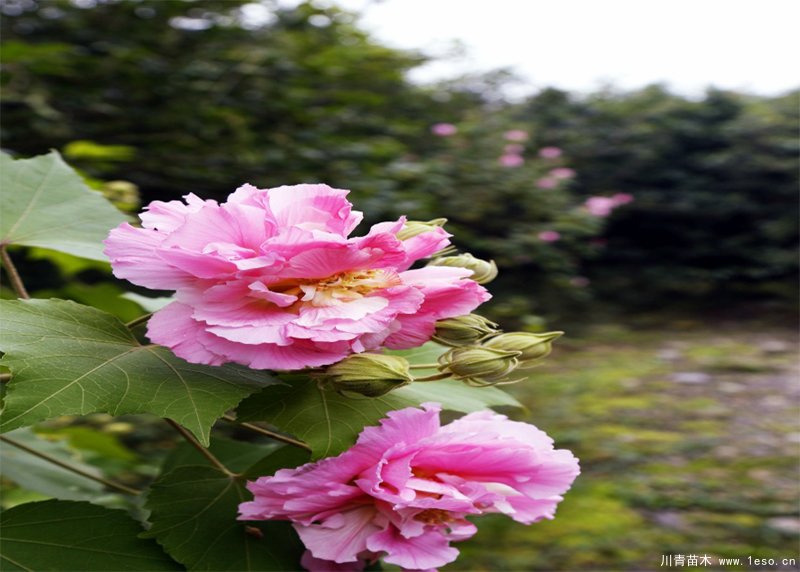 四川成都市植物园芙蓉花卉首次入选，国家级花卉种质资源库
