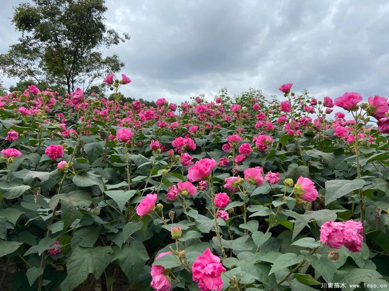 四川成都市植物园芙蓉花卉首次入选，国家级花卉种质资源库