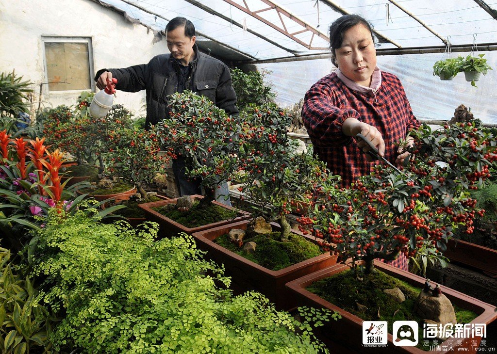 枣庄市花卉培育产业助村民多渠道“花样”增收致富