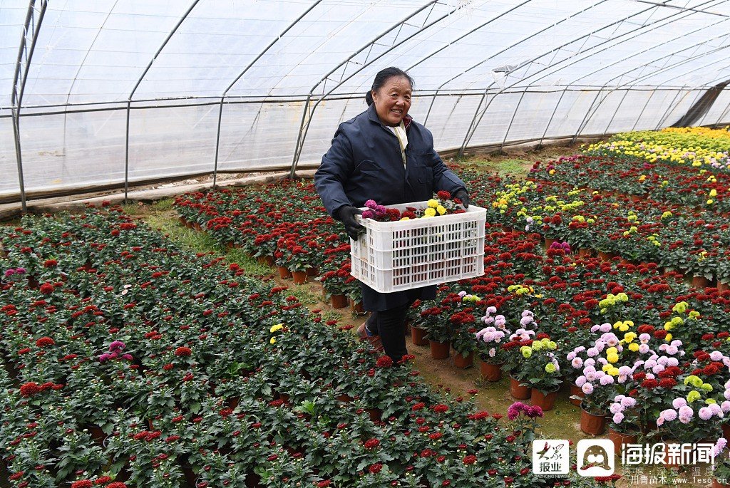 枣庄市花卉培育产业助村民多渠道“花样”增收致富