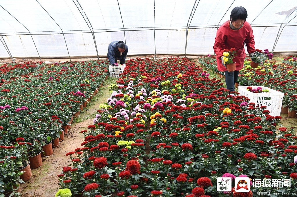 枣庄市花卉培育产业助村民多渠道“花样”增收致富