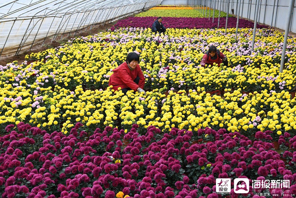 枣庄市花卉培育产业助村民多渠道“花样”增收致富