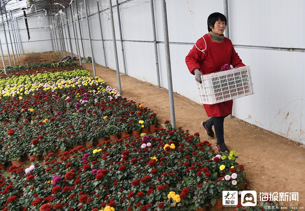 枣庄市花卉培育产业助村民多渠道“花样”增收致富