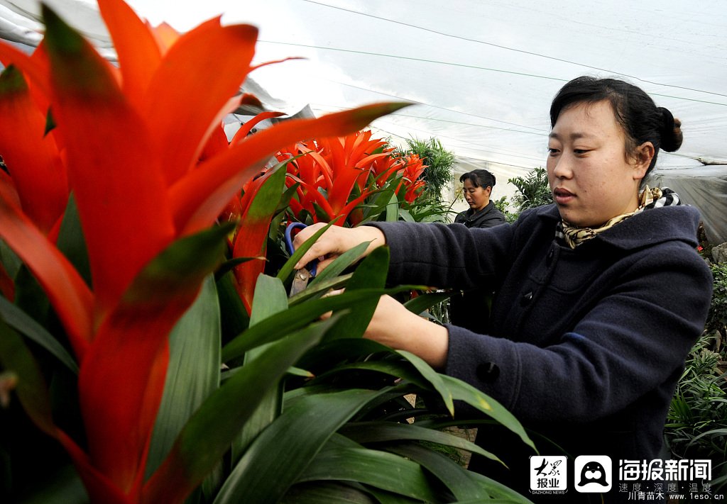 枣庄市花卉培育产业助村民多渠道“花样”增收致富