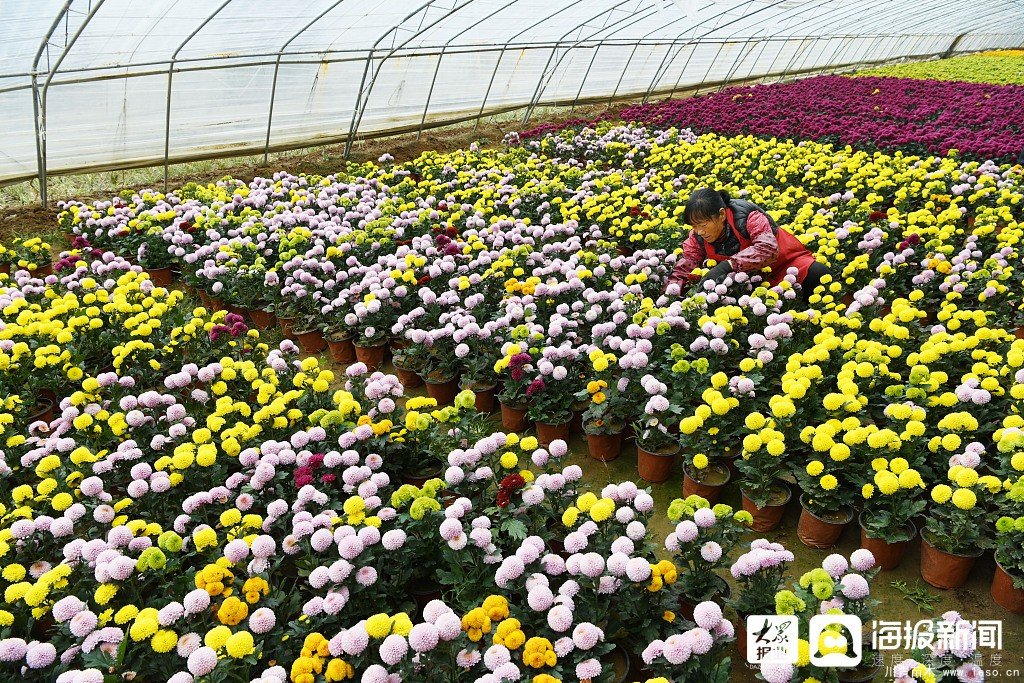 枣庄市花卉培育产业助村民多渠道“花样”增收致富