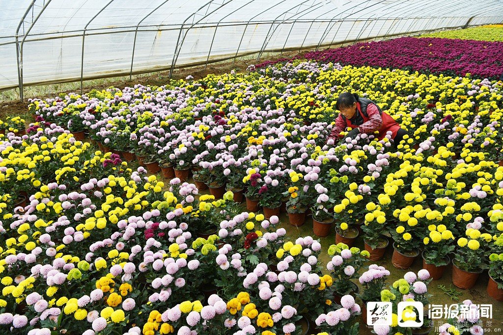 枣庄市花卉培育产业助村民多渠道“花样”增收致富