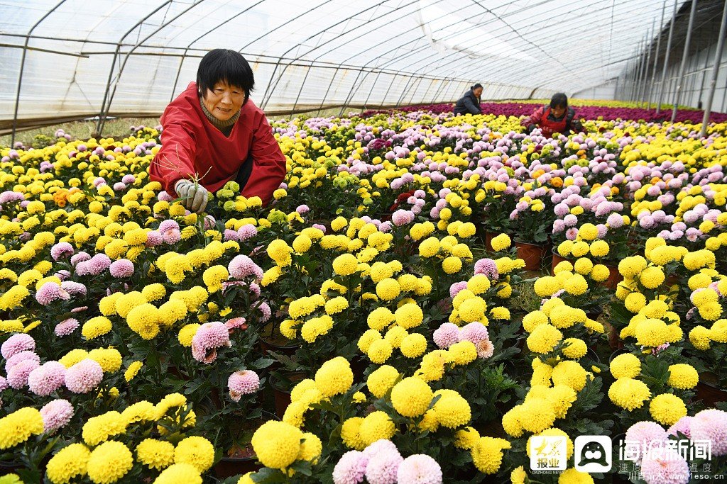 枣庄市花卉培育产业助村民多渠道“花样”增收致富