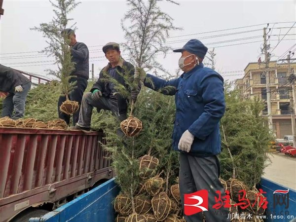 汝南县常兴镇的花木产业带出千余“三金农民”