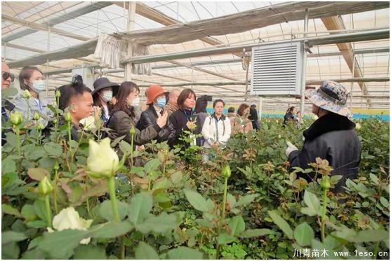 云南花卉世界合作之窗 打造特色花卉苗木产业集群