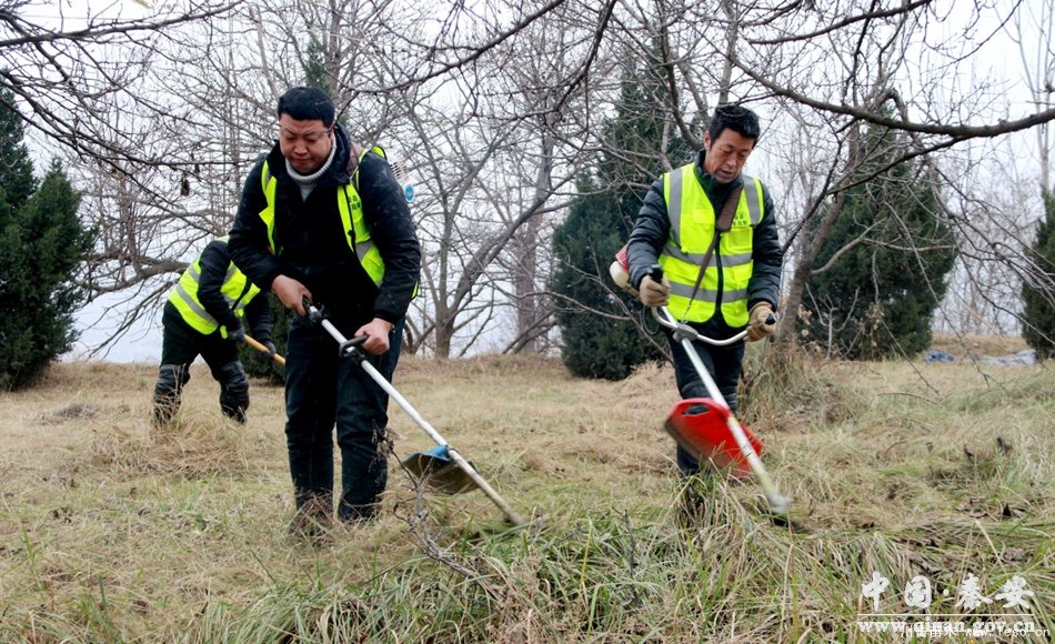 秦安县领导班子积极开展冬季园林绿化管护工作