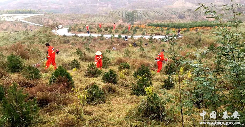 秦安县领导班子积极开展冬季园林绿化管护工作
