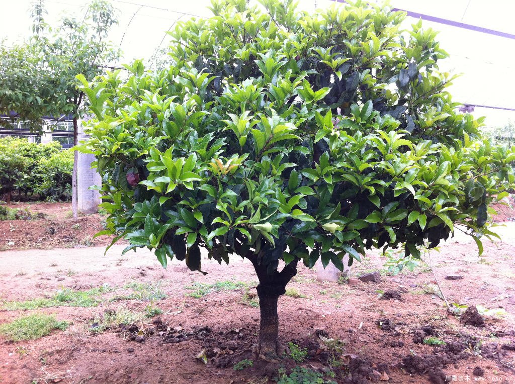 桂花树在北方能活吗？桂花树北方可以种植吗？