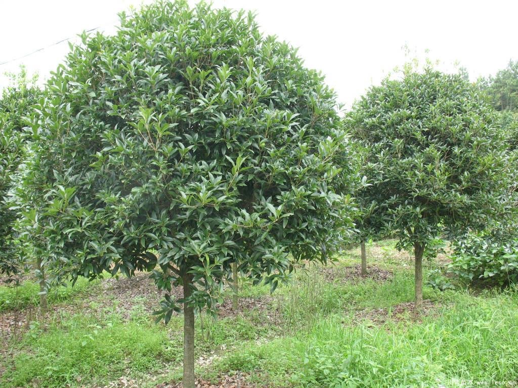 桂花树在北方能活吗？桂花树北方可以种植吗？