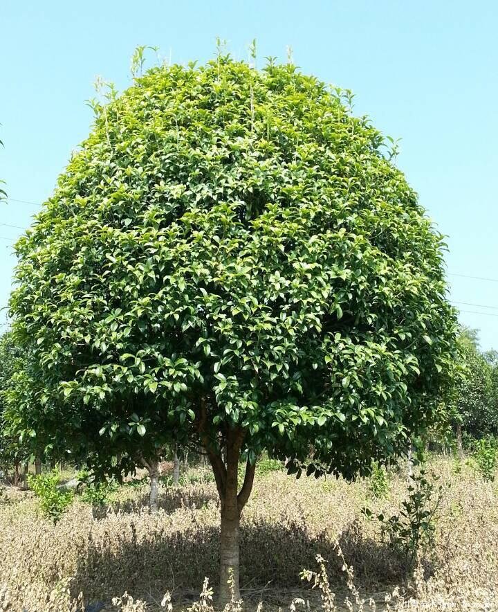 桂花树在北方能活吗？桂花树北方可以种植吗？