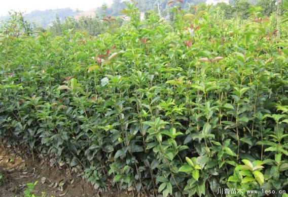 桂花树什么时候种植好