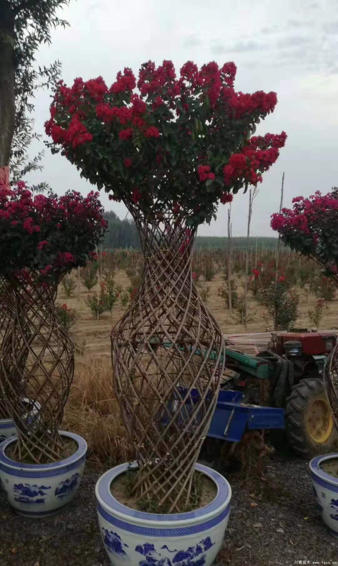 紫薇花瓶造型-植物造型风景树-庭院绿化