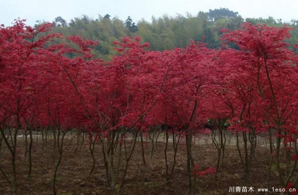 中国红枫多少钱一棵？