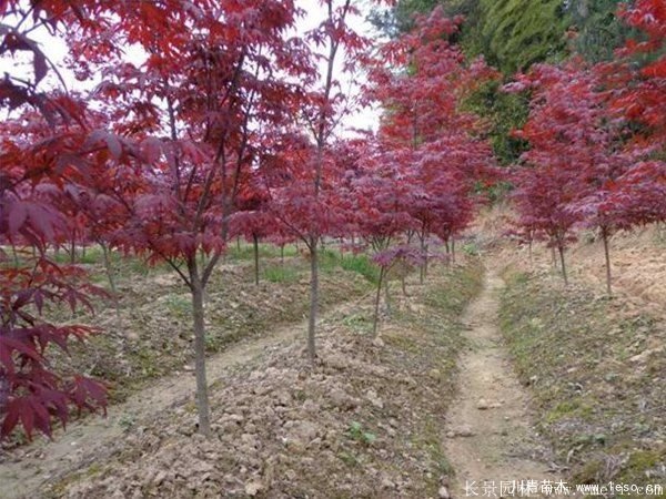 3公分日本红枫价格多少钱?