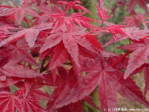 3公分日本红枫价格多少钱?