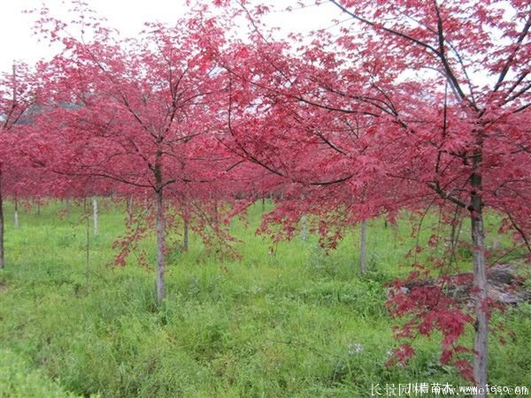 3公分日本红枫价格多少钱？